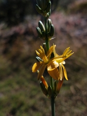 Echeandia flavescens