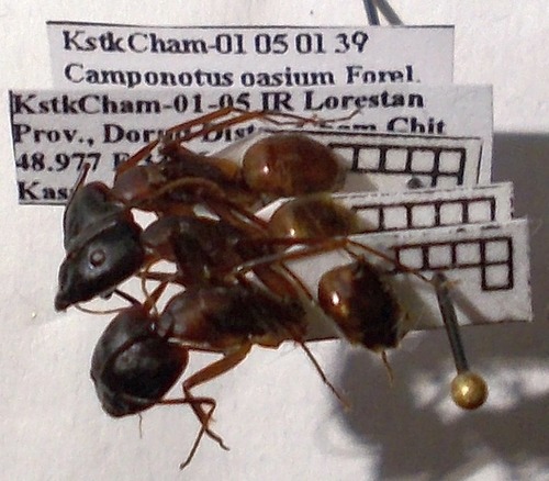 Camponotus oasiumCamponotus oasium