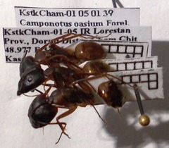 Camponotus oasium