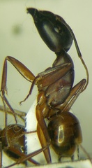Camponotus oasium
