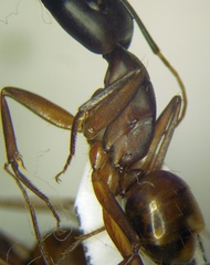 Camponotus oasium