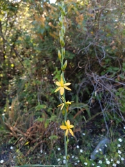 Echeandia flavescens