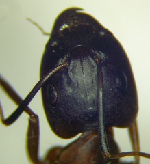 Camponotus oasium