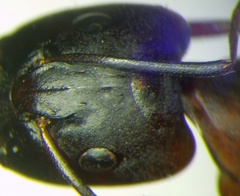 Camponotus oasium