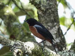 Diglossa brunneiventris