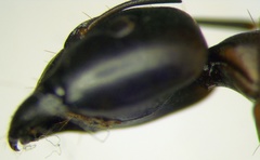 Camponotus oasium