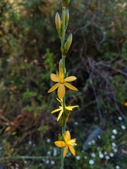 Echeandia flavescens