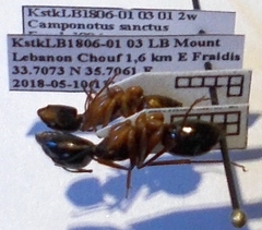 Camponotus sanctus
