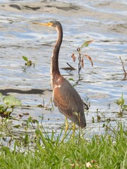 Egretta tricolor
