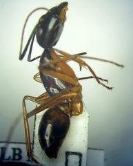 Camponotus sanctus