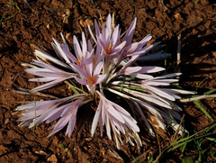 Colchicum hierosolymitanum