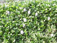 Pontederia crassipes