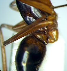 Camponotus sanctus