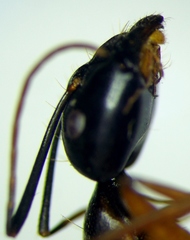 Camponotus sanctus