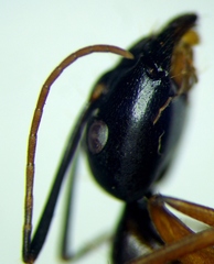 Camponotus sanctus