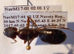 Camponotus turkestanicus