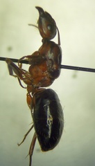 Camponotus turkestanicus