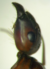 Camponotus turkestanicus