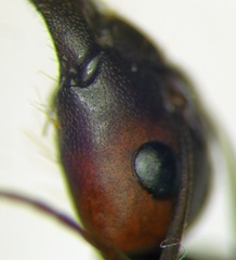 Camponotus turkestanicus