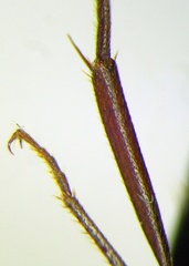 Camponotus turkestanicus