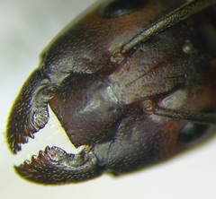 Camponotus turkestanicus