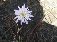 Pinaropappus spathulatus