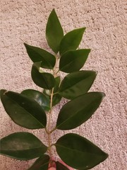 Magnoliopsida