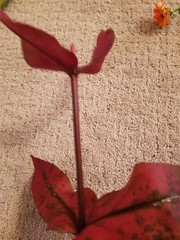 Magnoliopsida