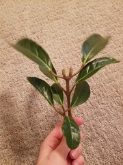 Magnoliopsida