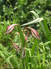 Crinum ornatum, photograph (c) Oleg Kosterin, some rights reserved (CC BY)