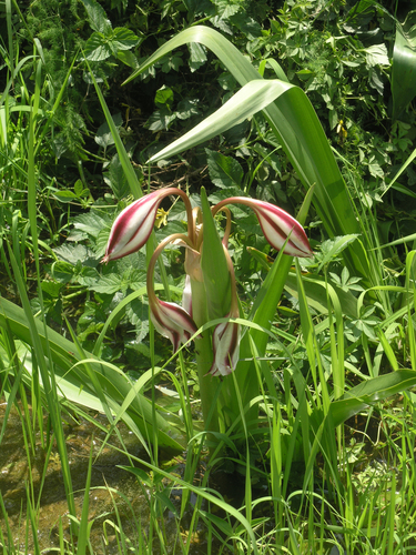 Crinum ornatum, photograph 5