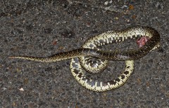 Lampropeltis holbrooki
