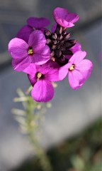 Erysimum linifolium