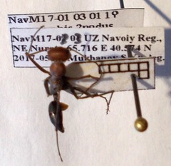 Cataglyphis nodus