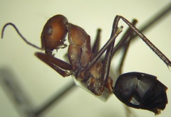 Cataglyphis nodus
