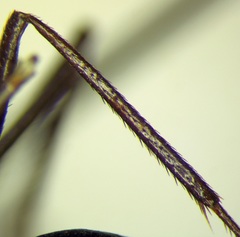 Cataglyphis nodus