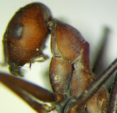 Cataglyphis nodus