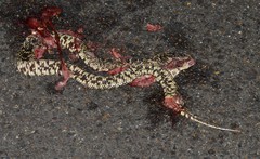 Lampropeltis holbrooki