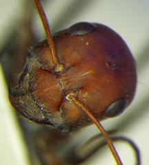 Cataglyphis nodus