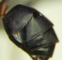 Cataglyphis nodus