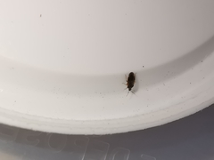 Brachysteles parvicornis
