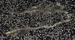 Lampropeltis holbrooki