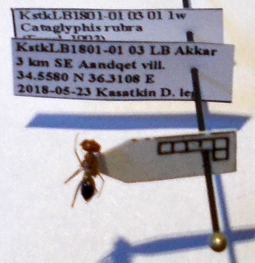 Cataglyphis rubra