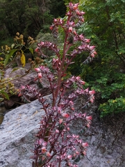 Gibbiflorae