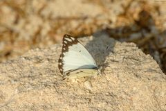 Belenois creona prorsus