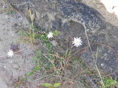 Pinaropappus spathulatus