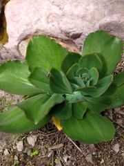 Gibbiflorae