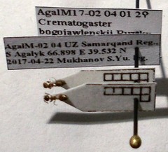 Crematogaster sordidula