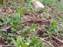 Smyrnium perfoliatum perfoliatum