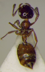 Crematogaster sordidula